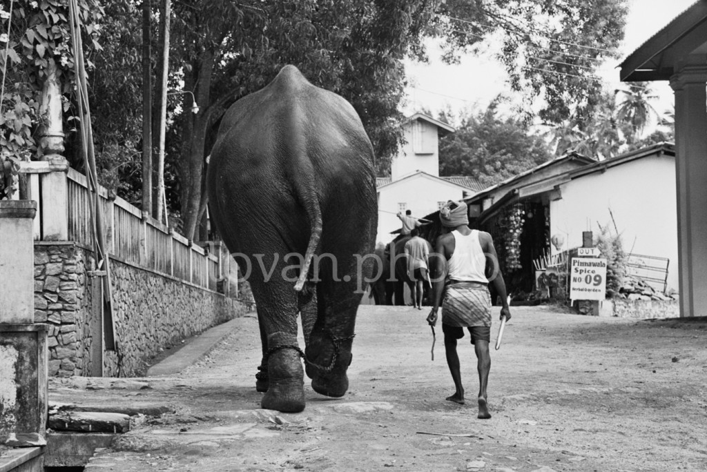 L'éléphant et Le Cornac