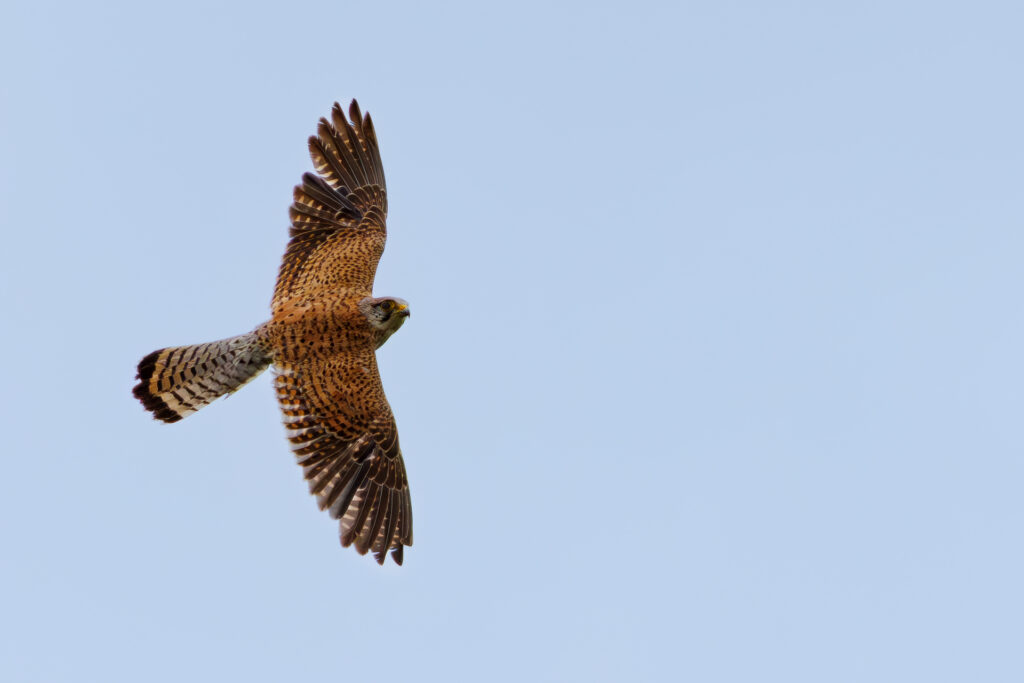 Common Kestrel