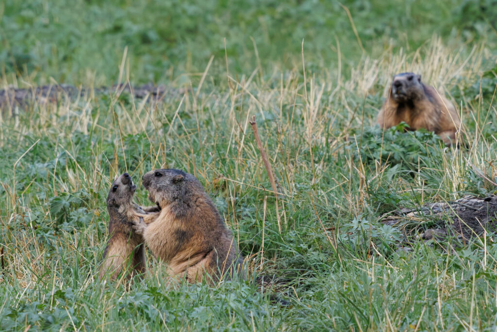 Groundhog Family 1