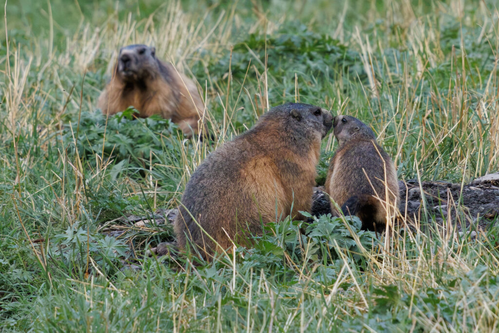 Groundhog Family 2