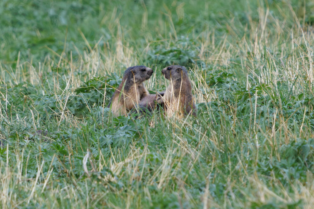 Groundhog Family 3